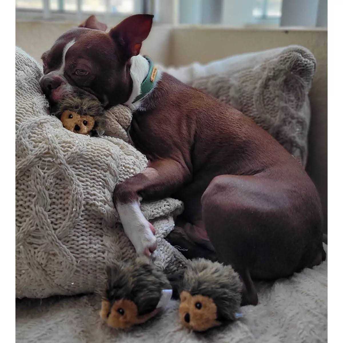 Dog Toys N79899
