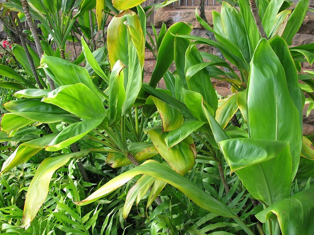Green Live Ti Leaf Plant 6"-10" Tall In 2" Pot X864