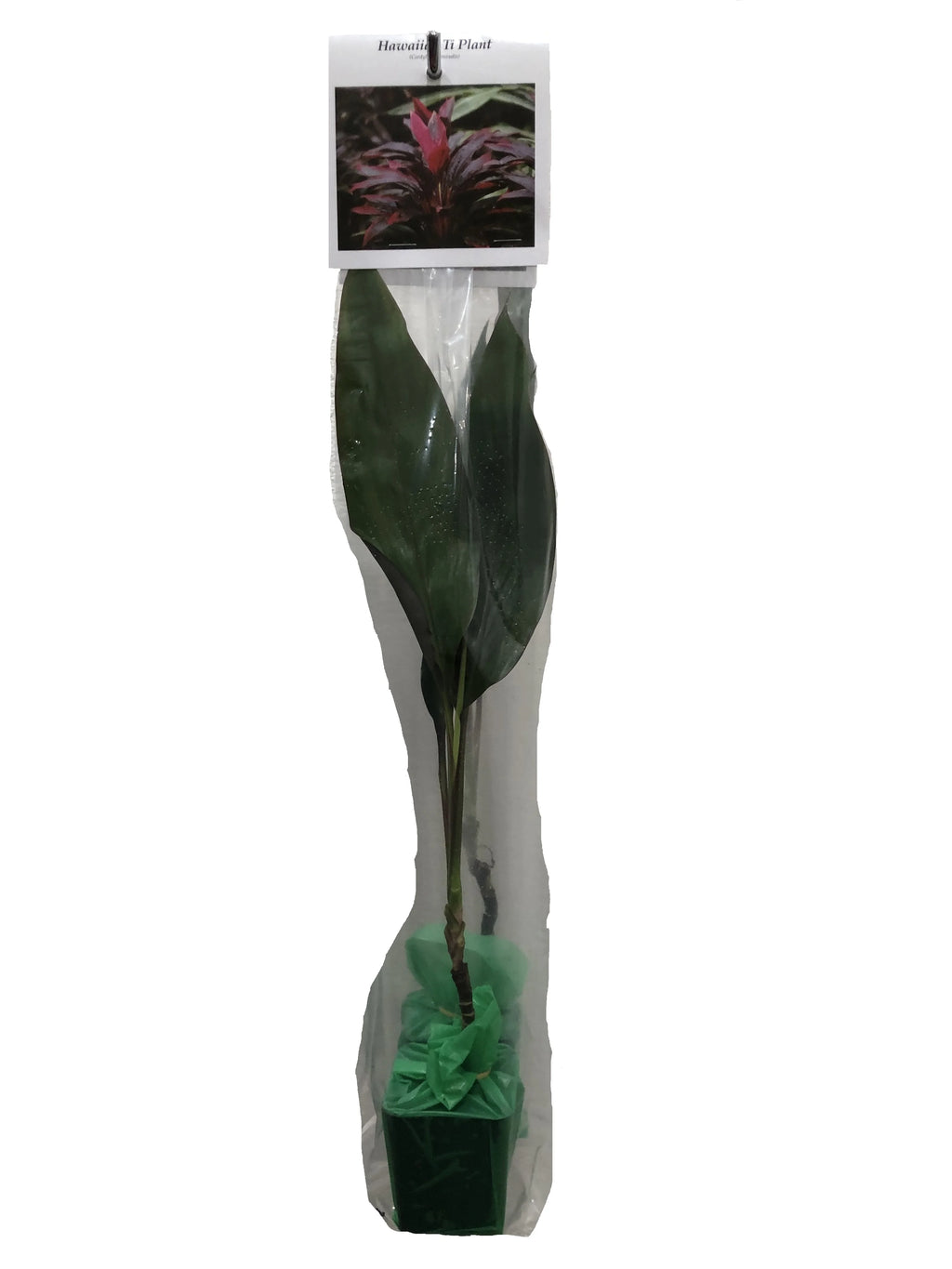 Green Live Ti Leaf Plant 6"-10" Tall In 2" Pot X864