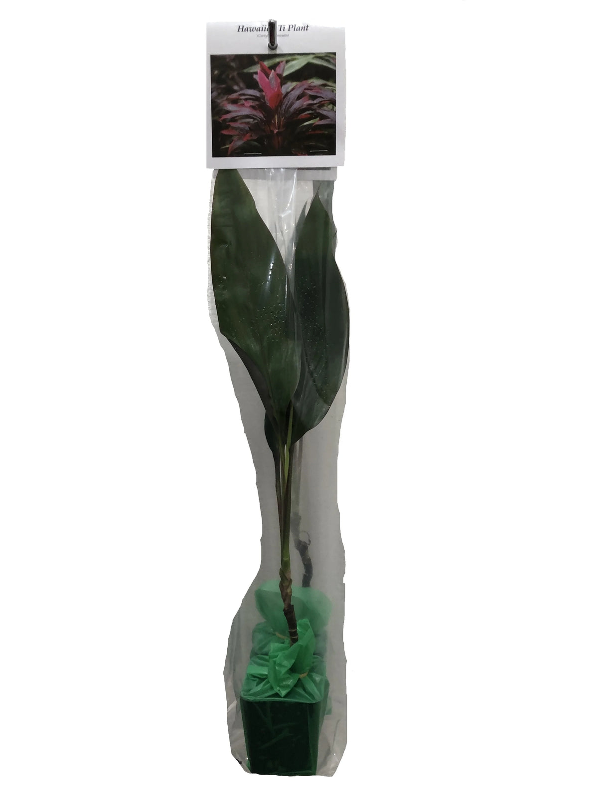 Green Live Ti Leaf Plant 6"-10" Tall In 2" Pot X864