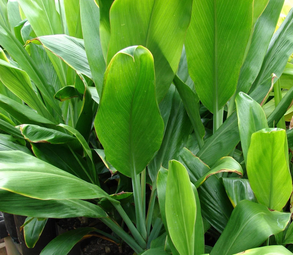 Green Live Ti Leaf Plant 6"-10" Tall In 2" Pot X864