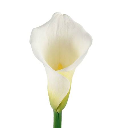 White Calla Lilies 35 Stems 60 cm N899743