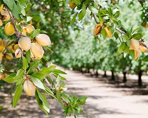 California Almonds 4 Pounds Kosher Z4773