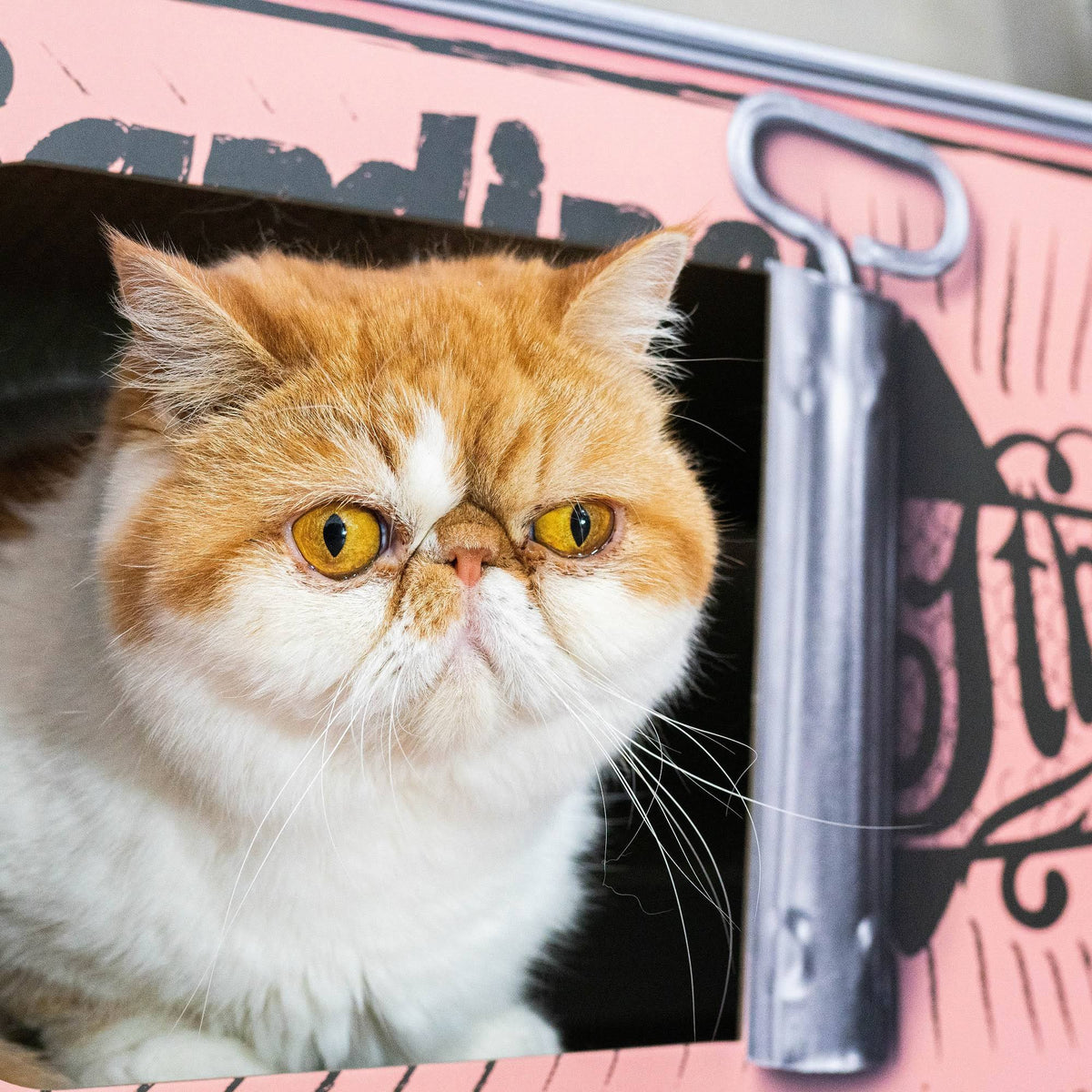Cardboard Cat Scratcher M4078