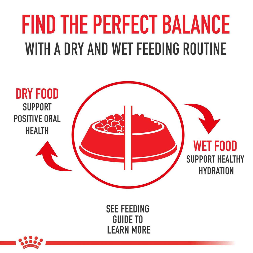 Pug Adult Dry Dog Food D990578