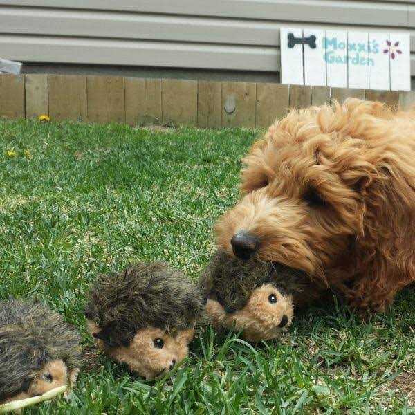 Dog Toys N79899