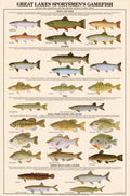Great Lakes Gamefish Identification Chart G2075