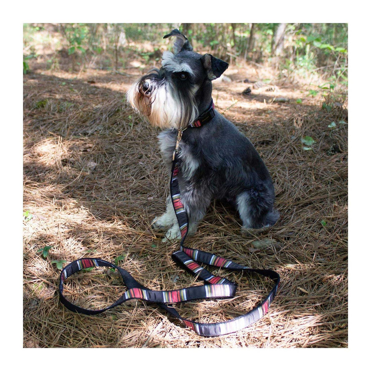 Dog Collar S2256